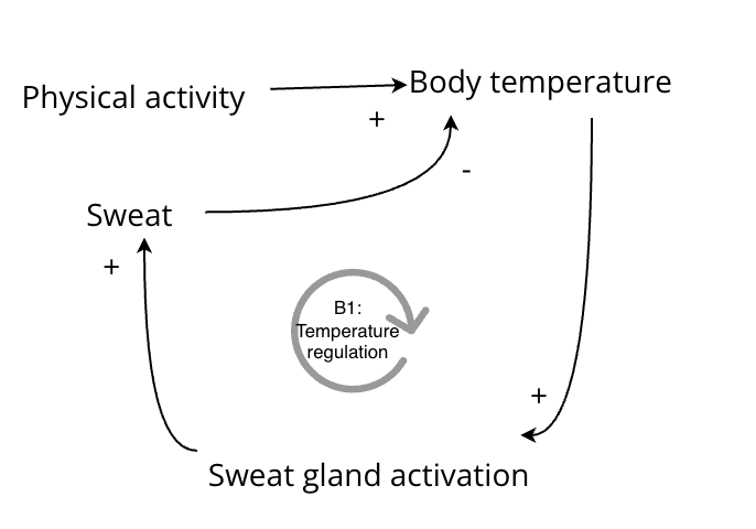 Balancing feedback loop diagram
